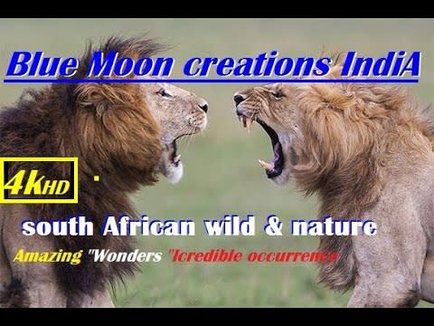 4K African Wildlife and African Nature Blue Moon creations 'India