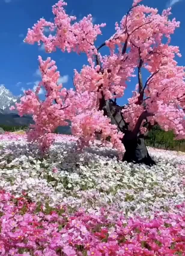 The beauty of Japan