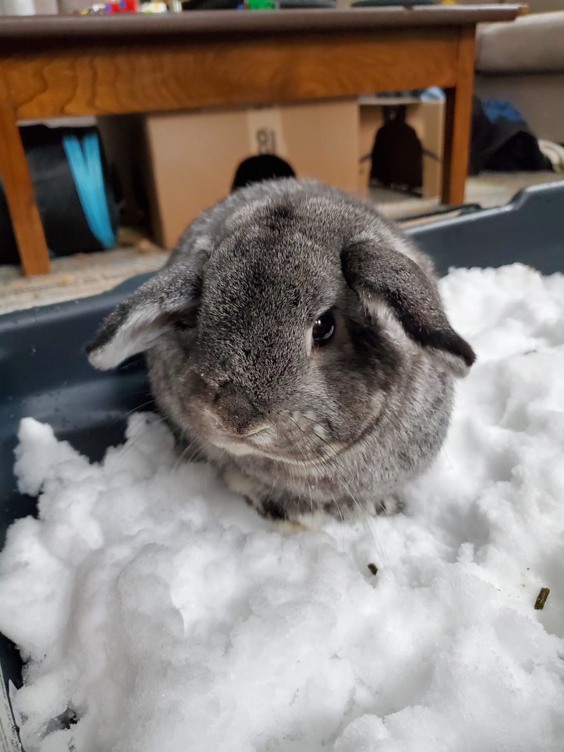 Snow bunny, but the inside only kind