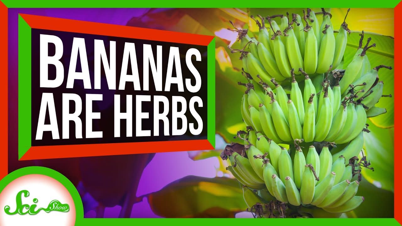 The Biggest Herb on Earth is... a Banana?!