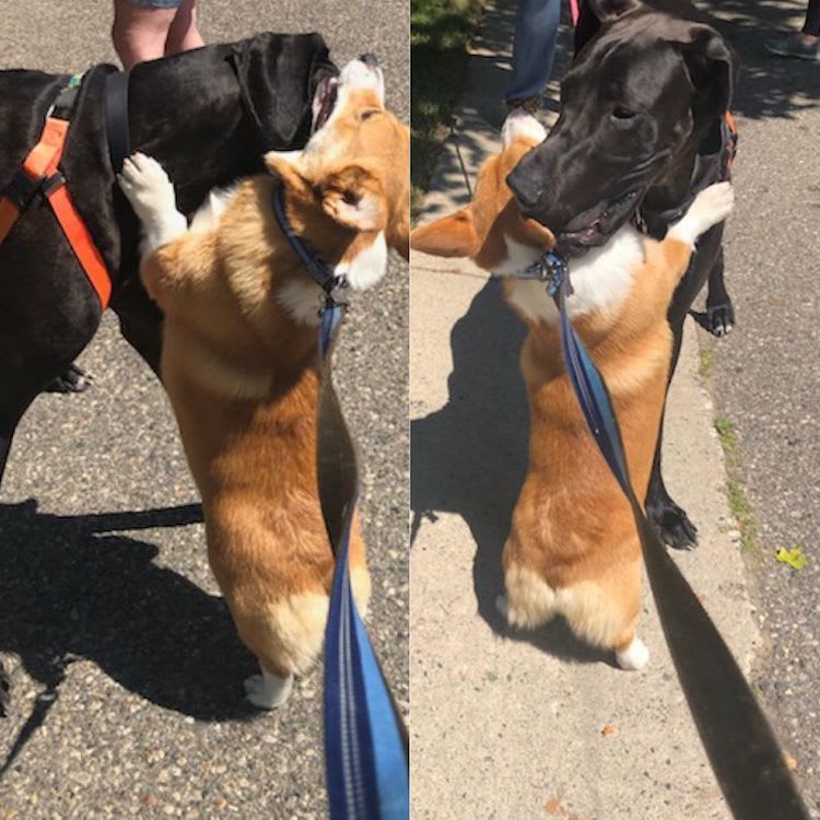 This Super-Friendly Corgi Loves Giving Hugs To His Favorite Dogs on Walks