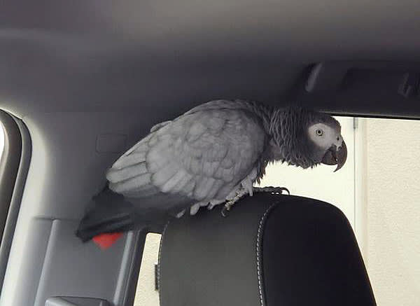 Milpitas authorities seek to reunite lost parrot with owner
