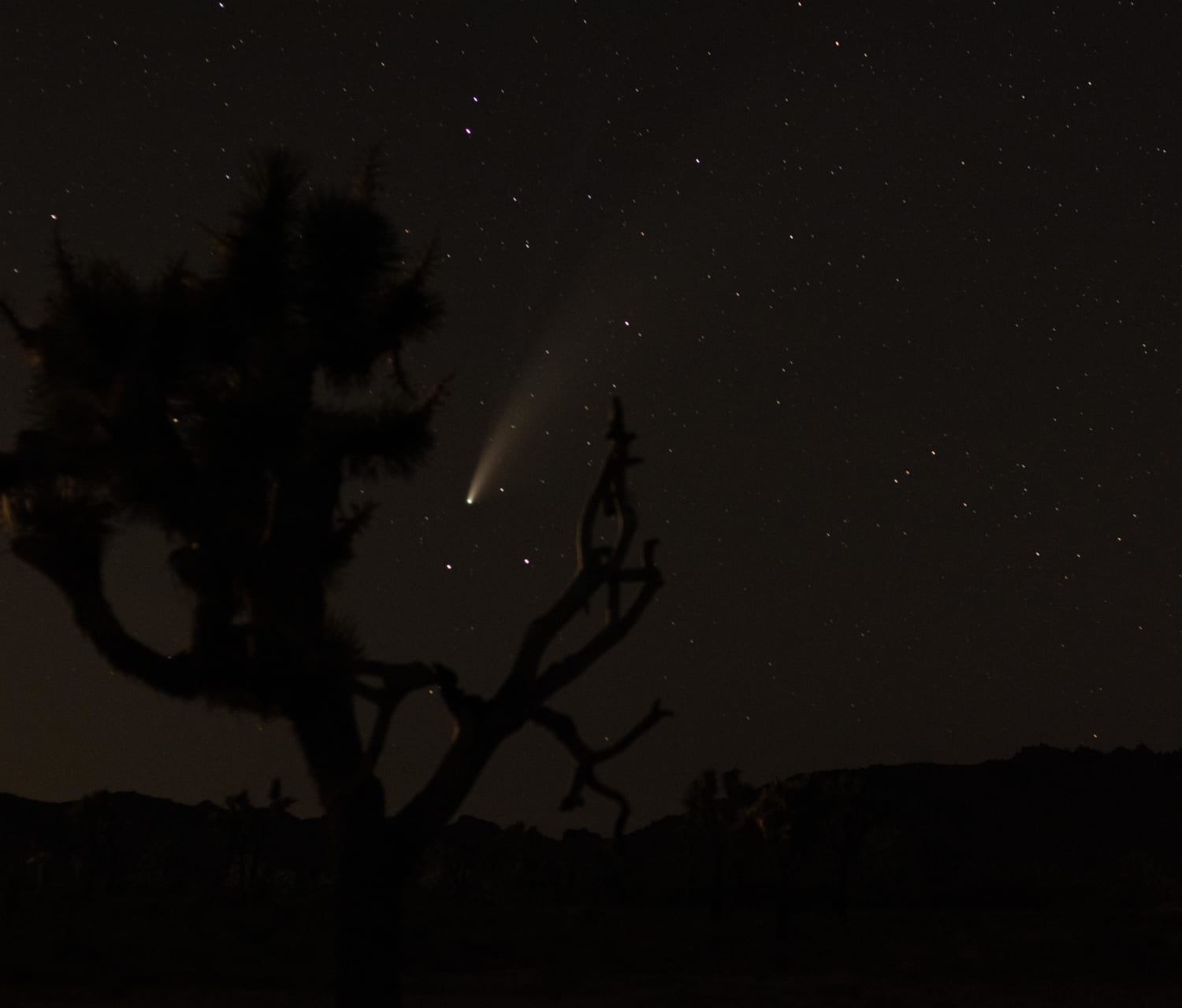 Neowise at Joshua Tree CA