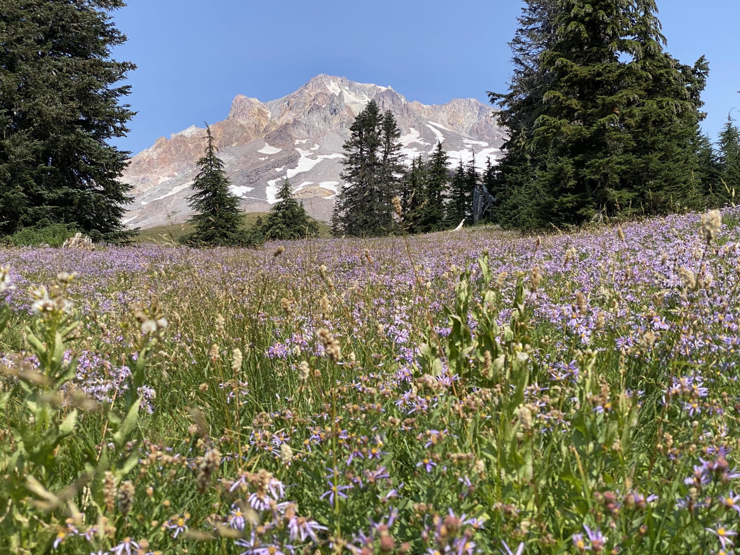 Mount Hood (OR) - from the wildflowers in Paradise Park