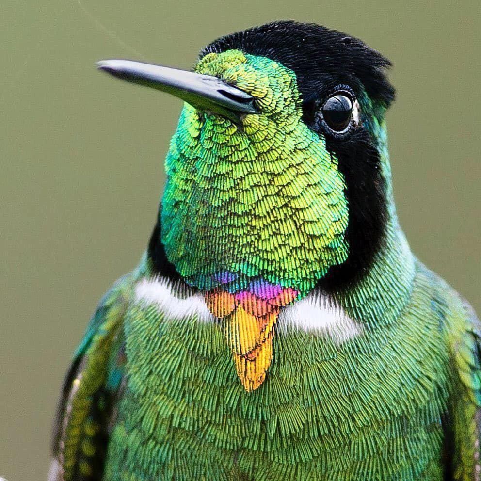 The colorful hummingbird bird lives in Brazil with bird feathers and colorful feather necks there do not want.