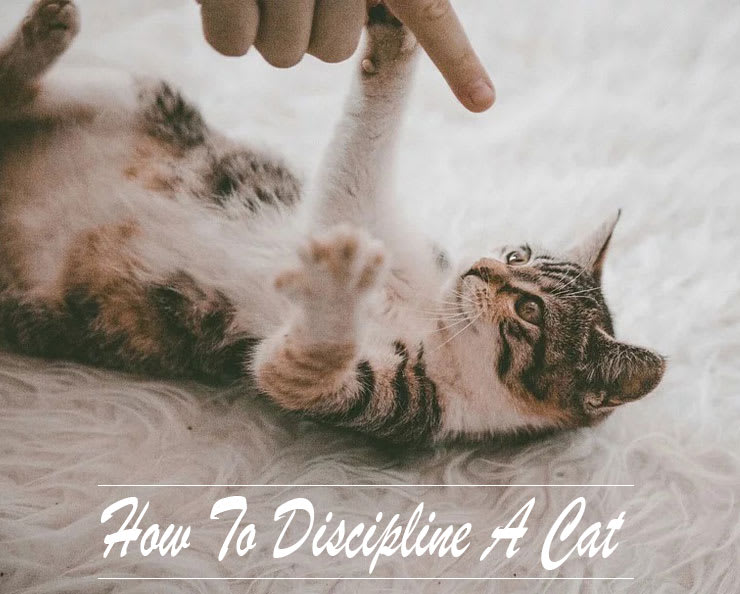 How To Discipline A Cat - And Kitten