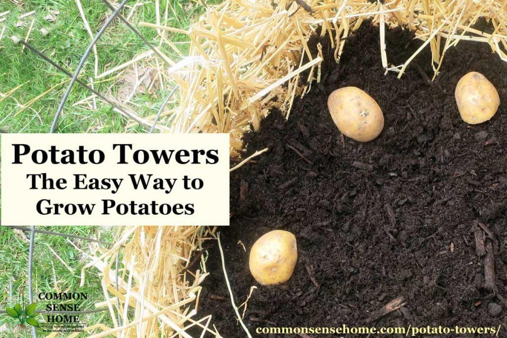 Potato Towers - Which Varieties to Grow and Tips for Success