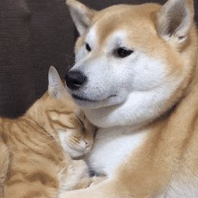 The doge sleeps with the kitty