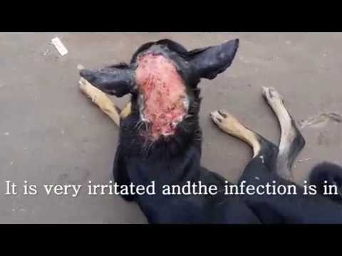 Dog allergy, Dog dermatitis treatment