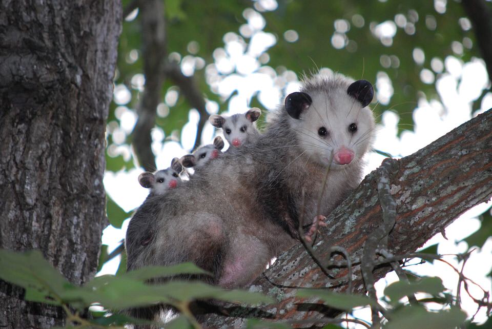 TIL: Opossums can birth up to 20 babies just 11 days after mating, making them have the fastest gestation in the animal kingdom. The infants come out completely hairless and are no bigger than a bee.