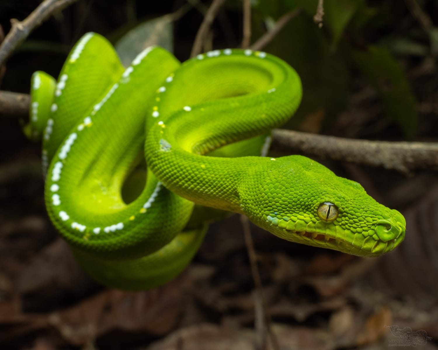 Southern Green Tree Pythons (ππ°π³π¦ππͺπ’ π·πͺπ³πͺπ₯πͺπ΄), family Pythonidae ...