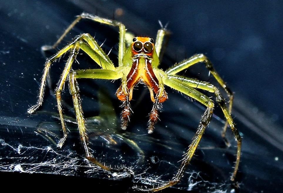 Spiders Like You've Never Seen Them Before (Photos)