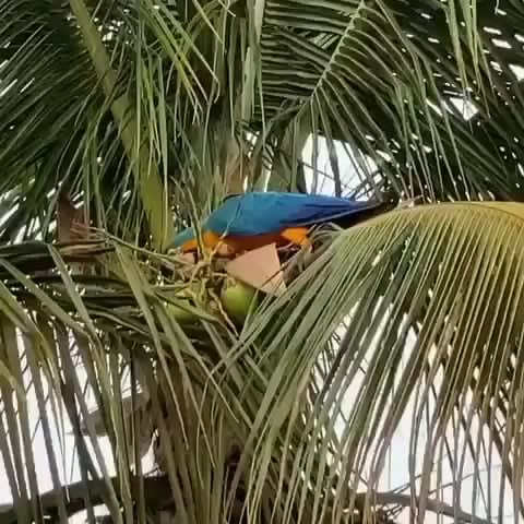 A macaw open a coconut with his beak and drinks the water in one shot!