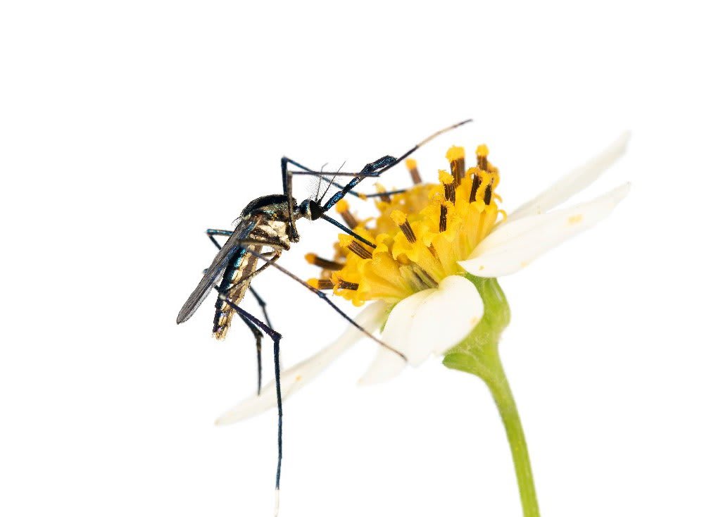 The Secret Lives of Mosquitoes, the World’s Most Hated Insects
