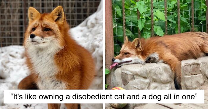 Wild Fox Becomes A Loyal Friend To A Guy Who Saved Him From A Fur Farm (40 Pics)