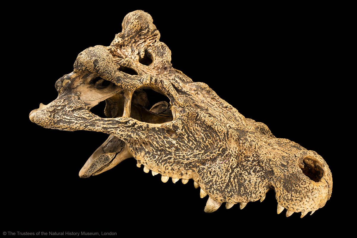 This specimen is Voay robustus, an extinct species of crocodile from Madagascar It was as big as a modern-day Nile crocodile and is named for its distinctive horn. Studies recently found that this species represents a sister lineage to true crocodiles.