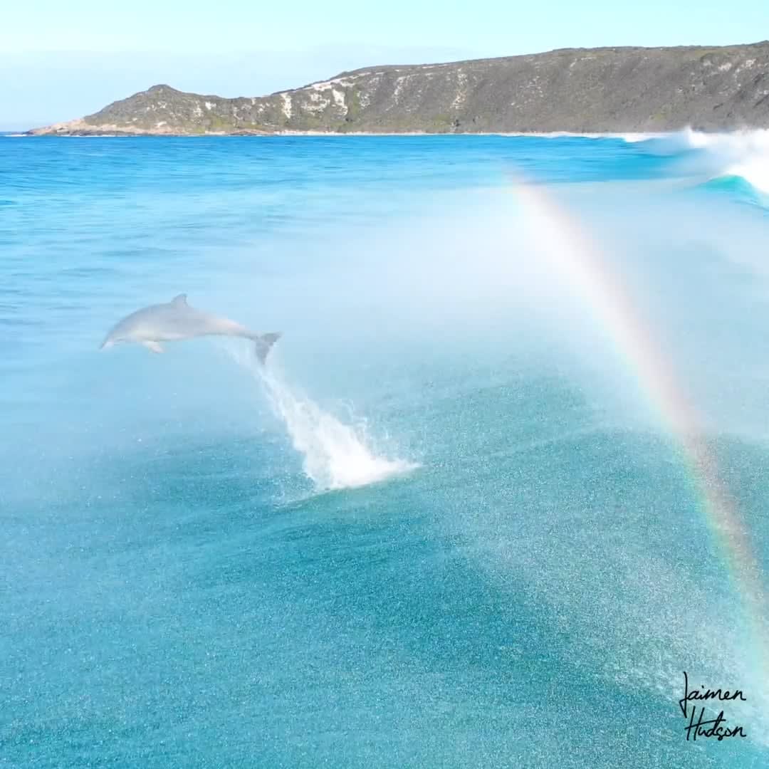 Dolphin Rainbow Surfers