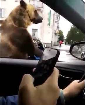 Bear sitting In traffic then asks for horn.