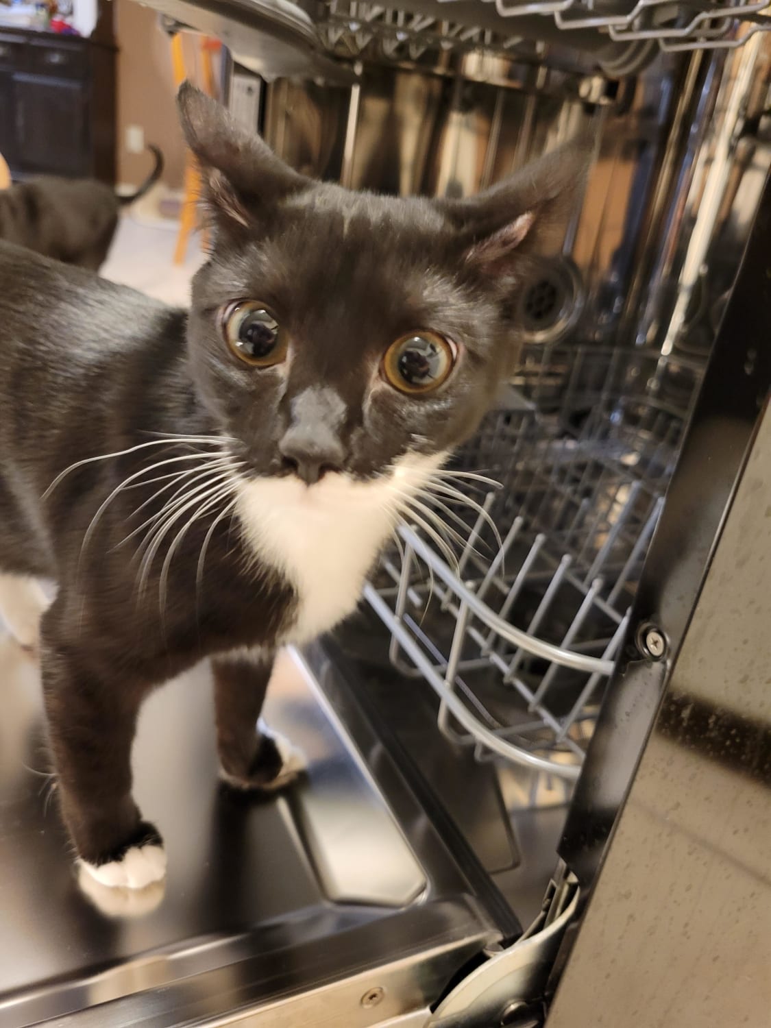 My dishwasher inspector seems a little... catty