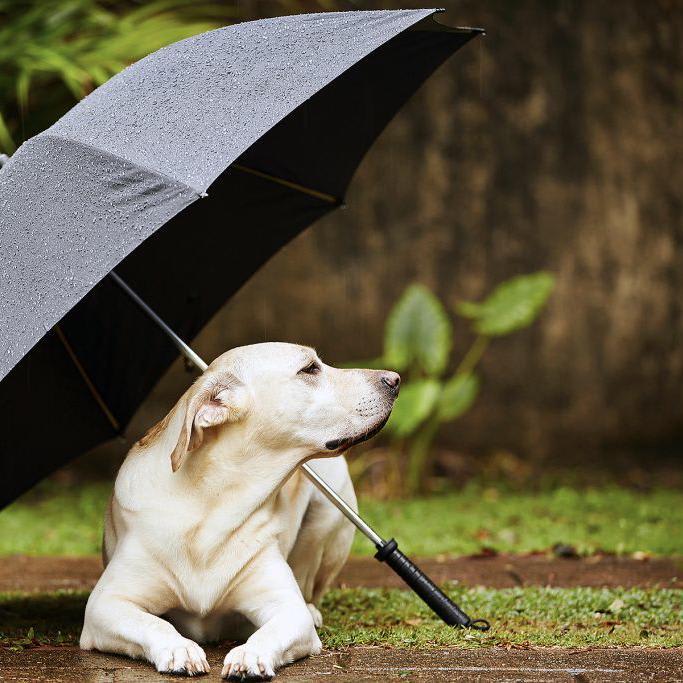 How to Help a Dog Who is Scared of Thunder