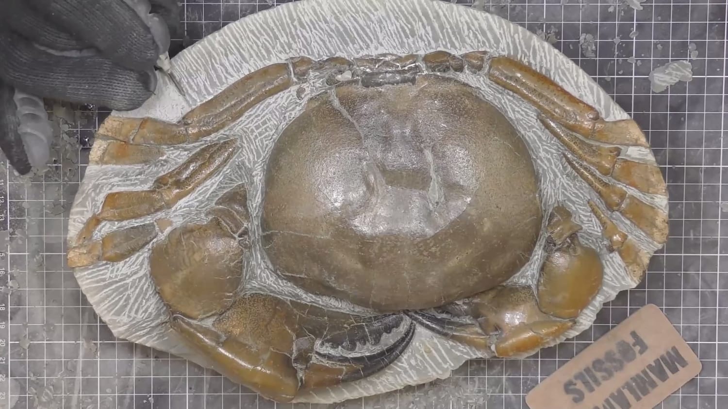Removing the rock from a fossil crab - it took 208 hours. The crab is around 12-million-years-old