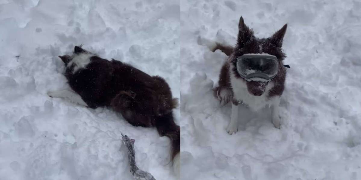 Dog Freaks Out Over Her New Snow Goggles