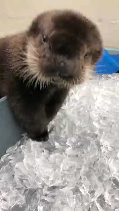 Well, this otter enjoying some ice is one of my favourite videos