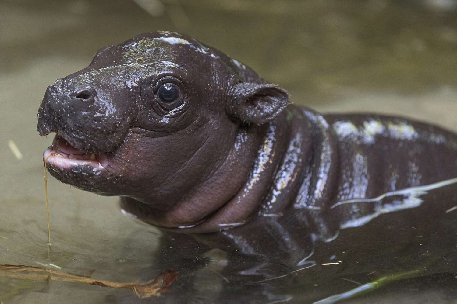 San Diego Zoo Welcomes Endangered Baby Pygmy Hippo for the First Time in 30 Years (Video)