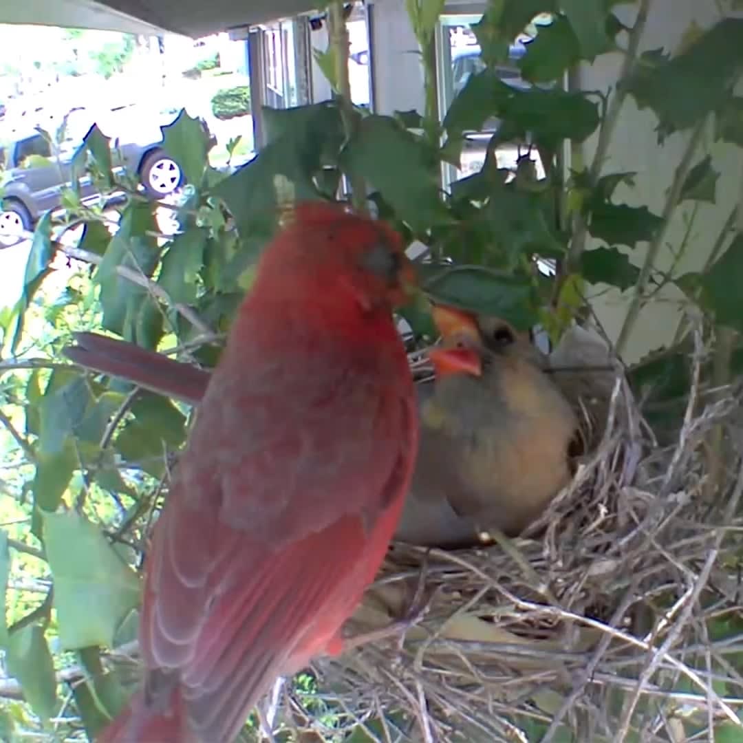 Another morning on the nest