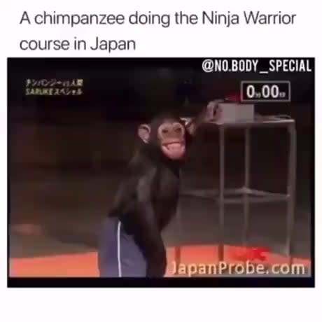 A chimpanzee doing the Ninja Warrior course in Japan
