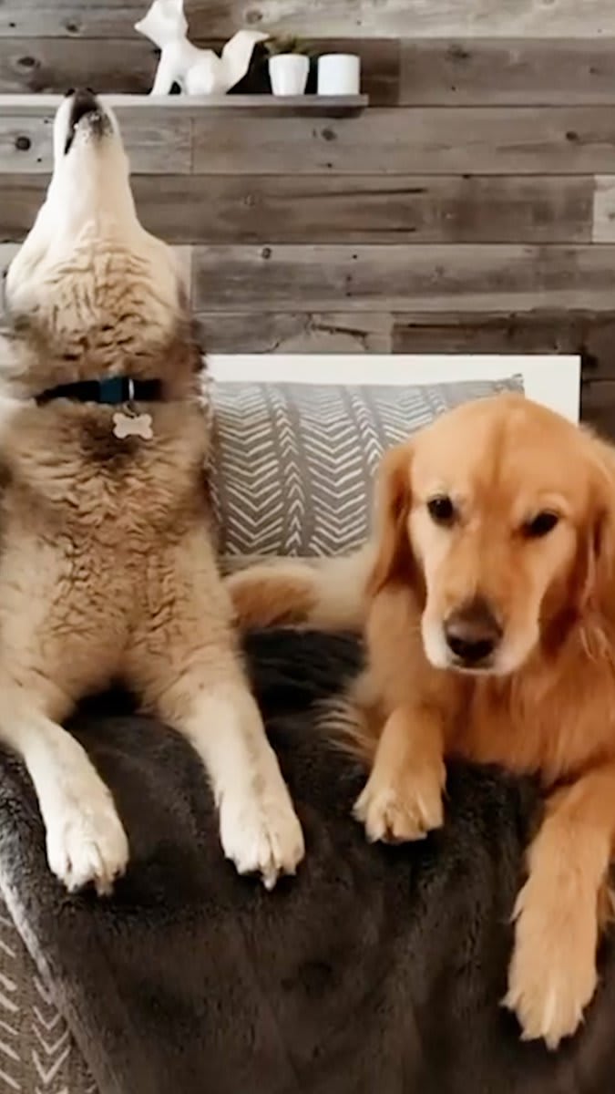 Woman with a golden retriever meets a guy with two huskies — watch the golden try to "sing" just like her brothers! 💚