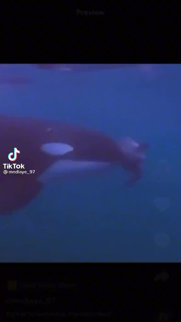An animal that will stand up to orcas