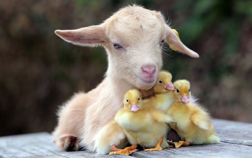 Animal pictures of the week: Baby goat looks after a brood of ducklings (Richard Austin)