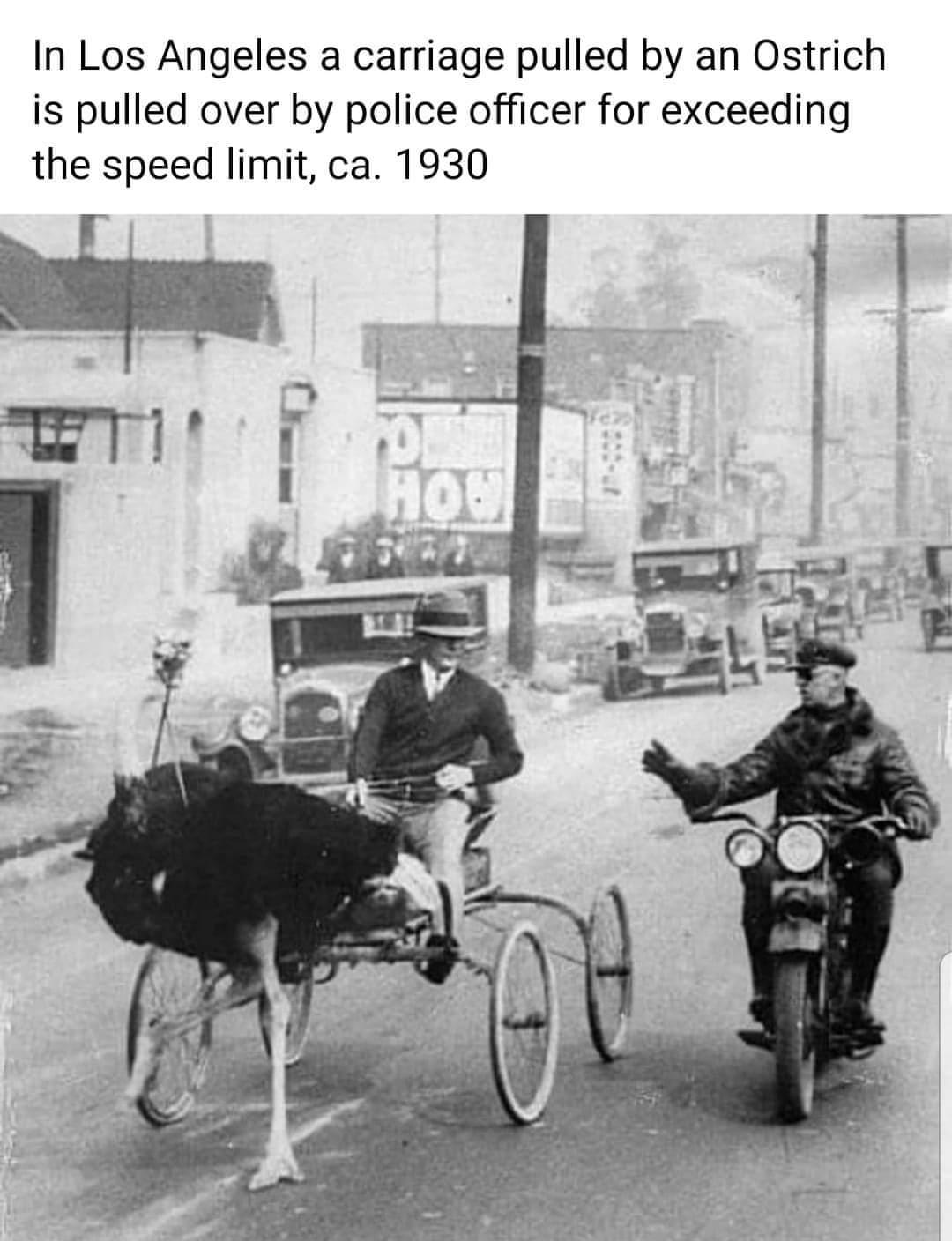 Speeding Ostrich 1930s