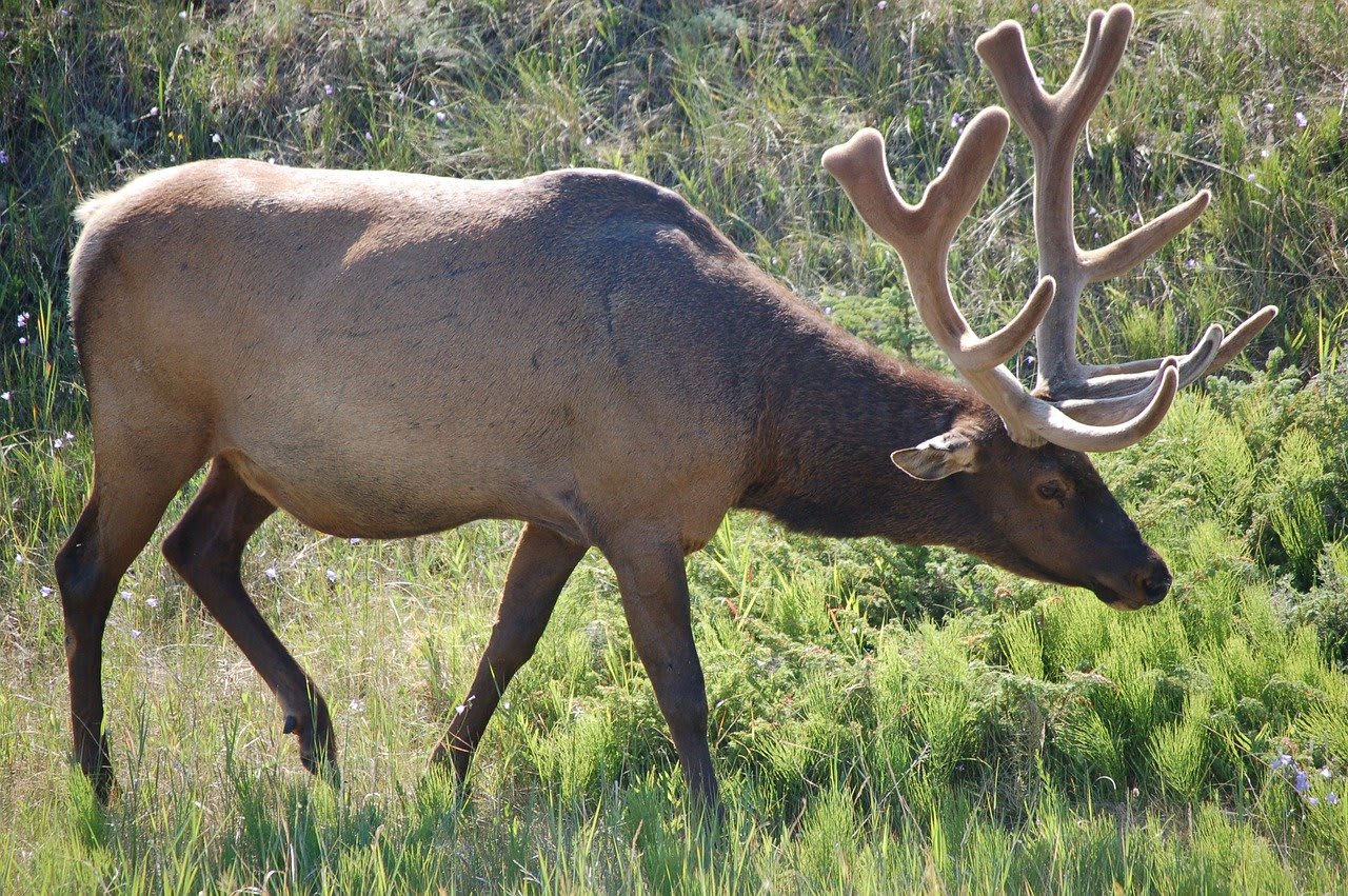 Plot Twist: Archer Goes Hunting, Elk Kills Him Instead
