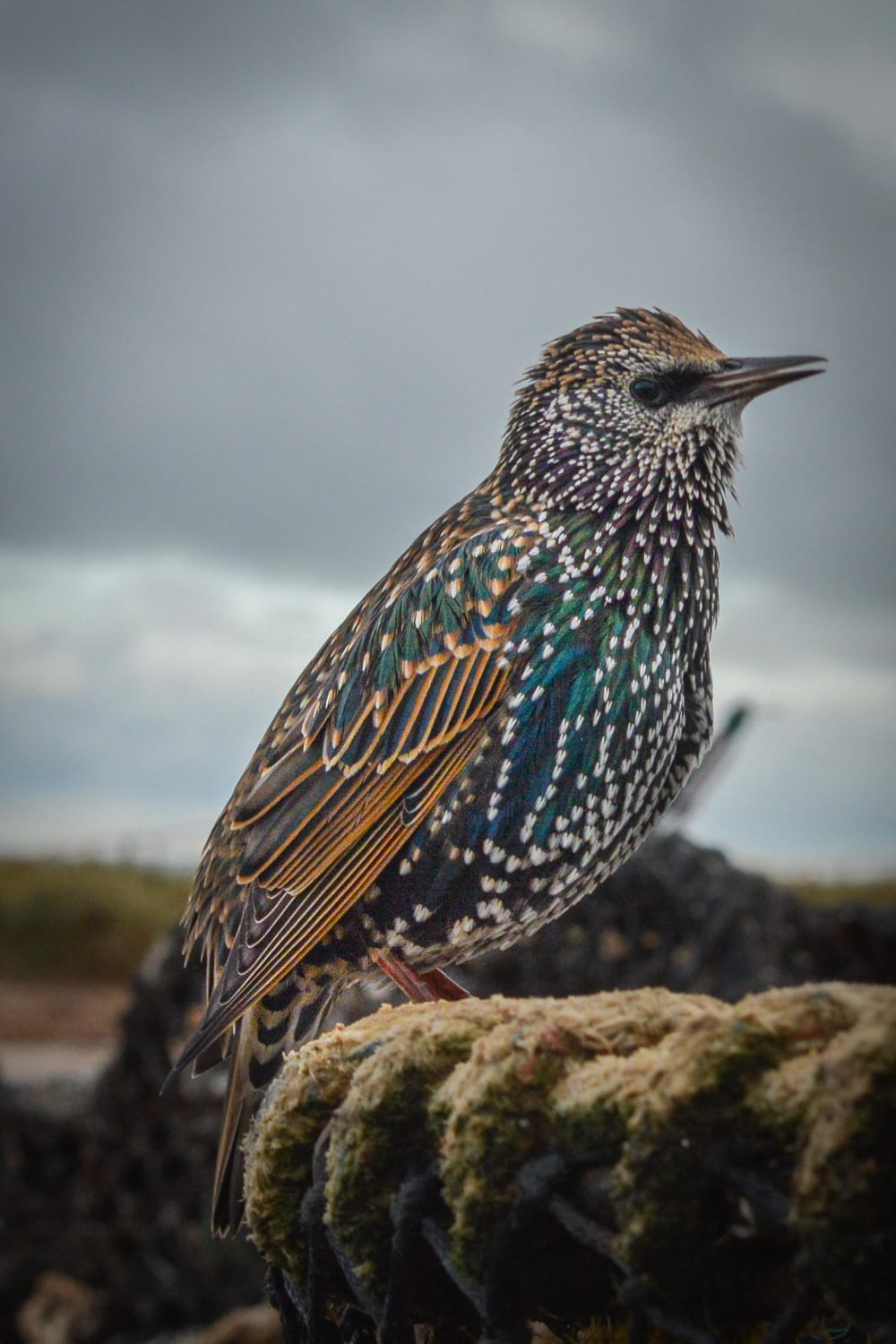 ITAP of a starling by the sea