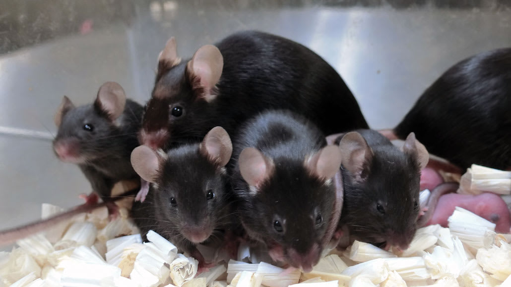 Mouse sperm thrived despite six years of exposure to space radiation