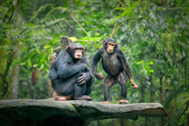 Scientists Propose a New Theory for Why Some Chimps Throw Stones at Certain Trees