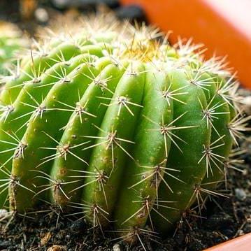 Wintering your cactii