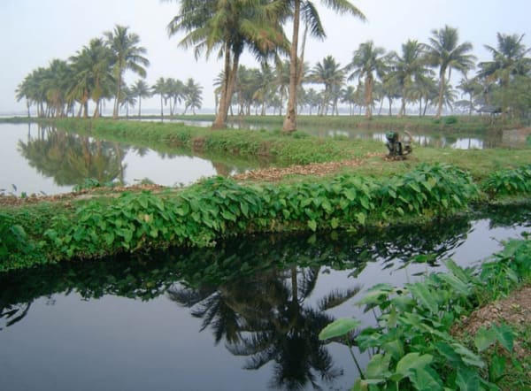 Urban Fish Ponds: Low-tech Sewage Treatment for Towns and Cities