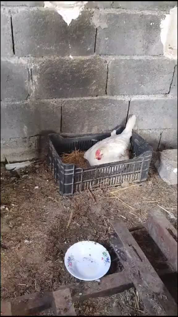 This Chicken Loves These Babies...