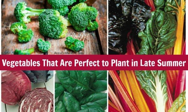 Vegetables That Are Perfect to Plant in Late Summer