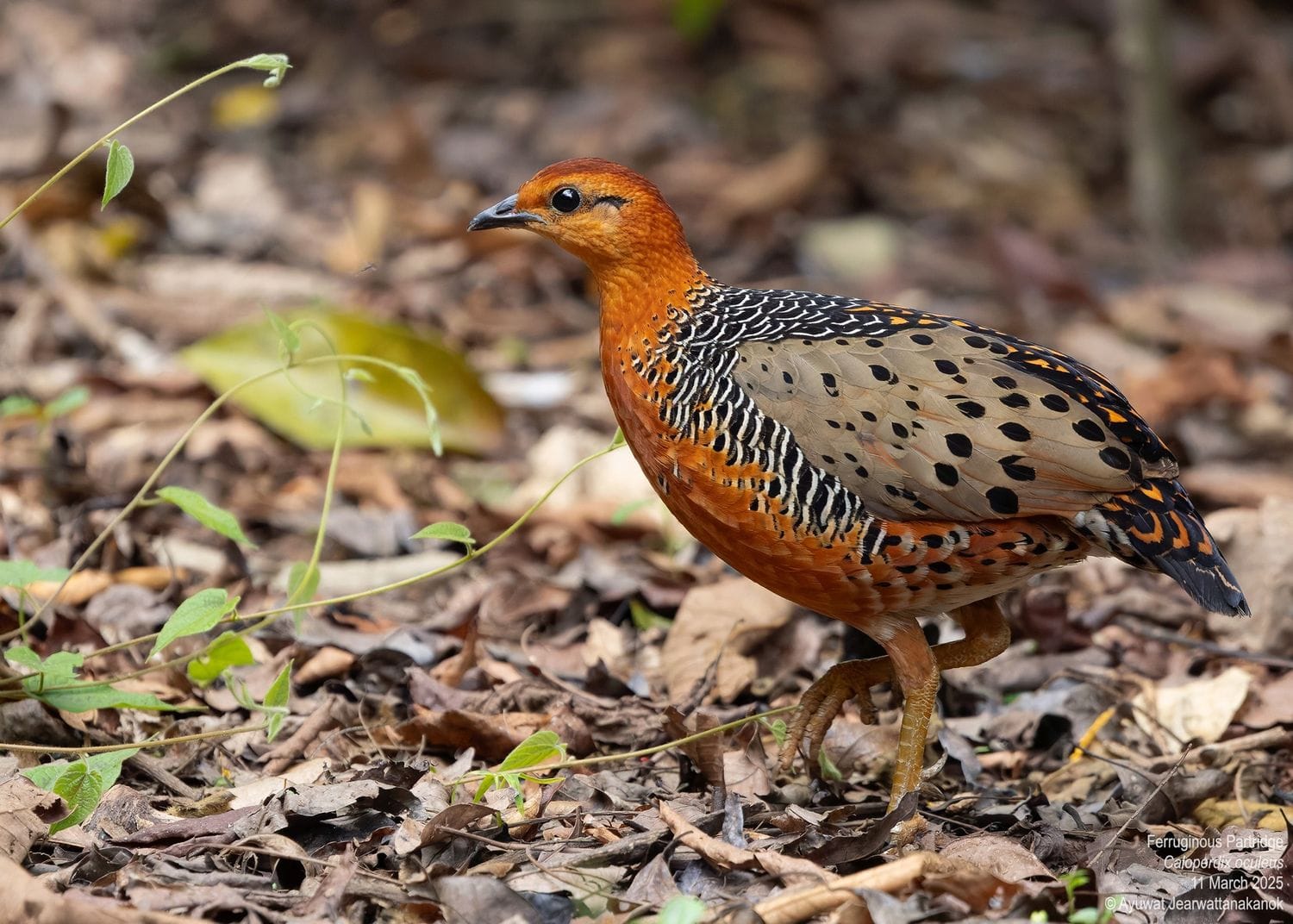 Ferruginous Partridge (Caloperdix oculeus), males, family Phasianidae ...