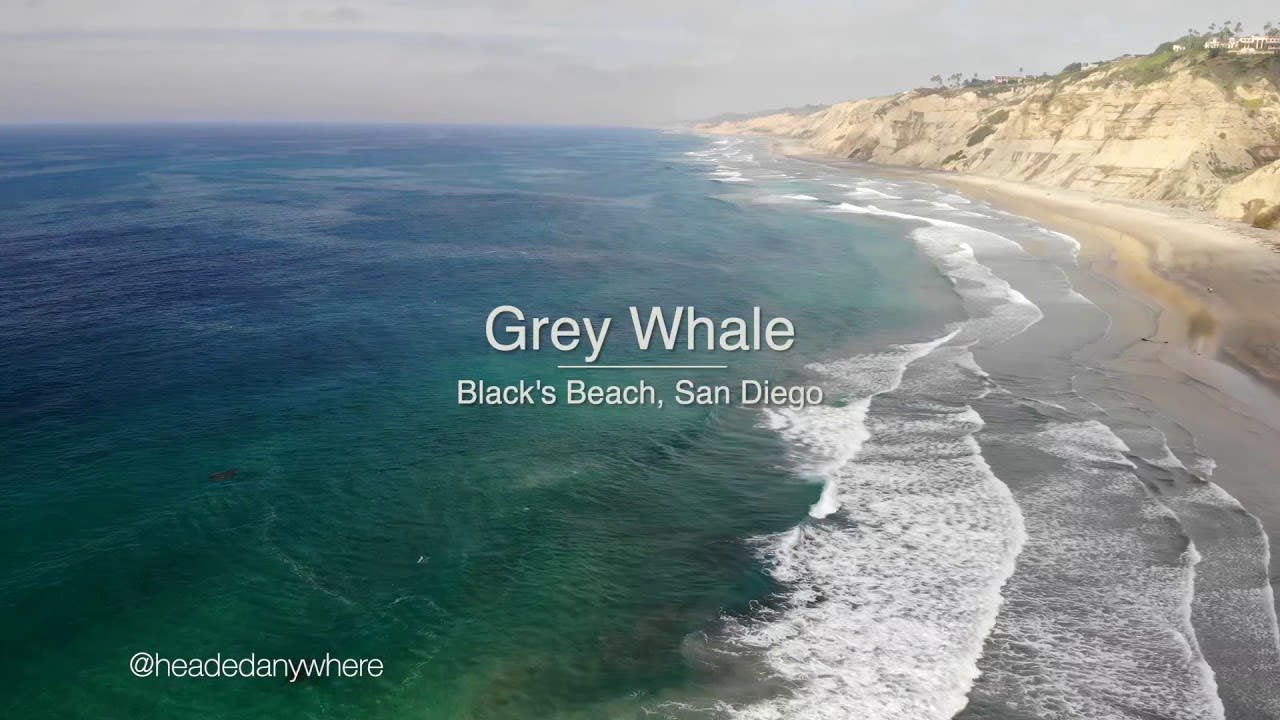Massive Gray Whale Greets San Diego Surfers