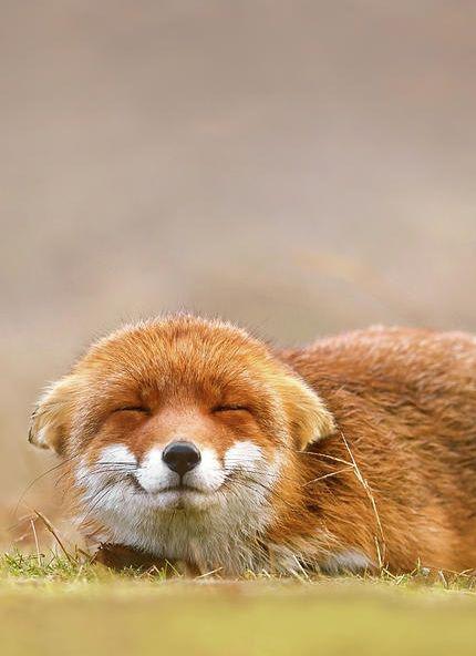 Foxes have the cutest smiles!