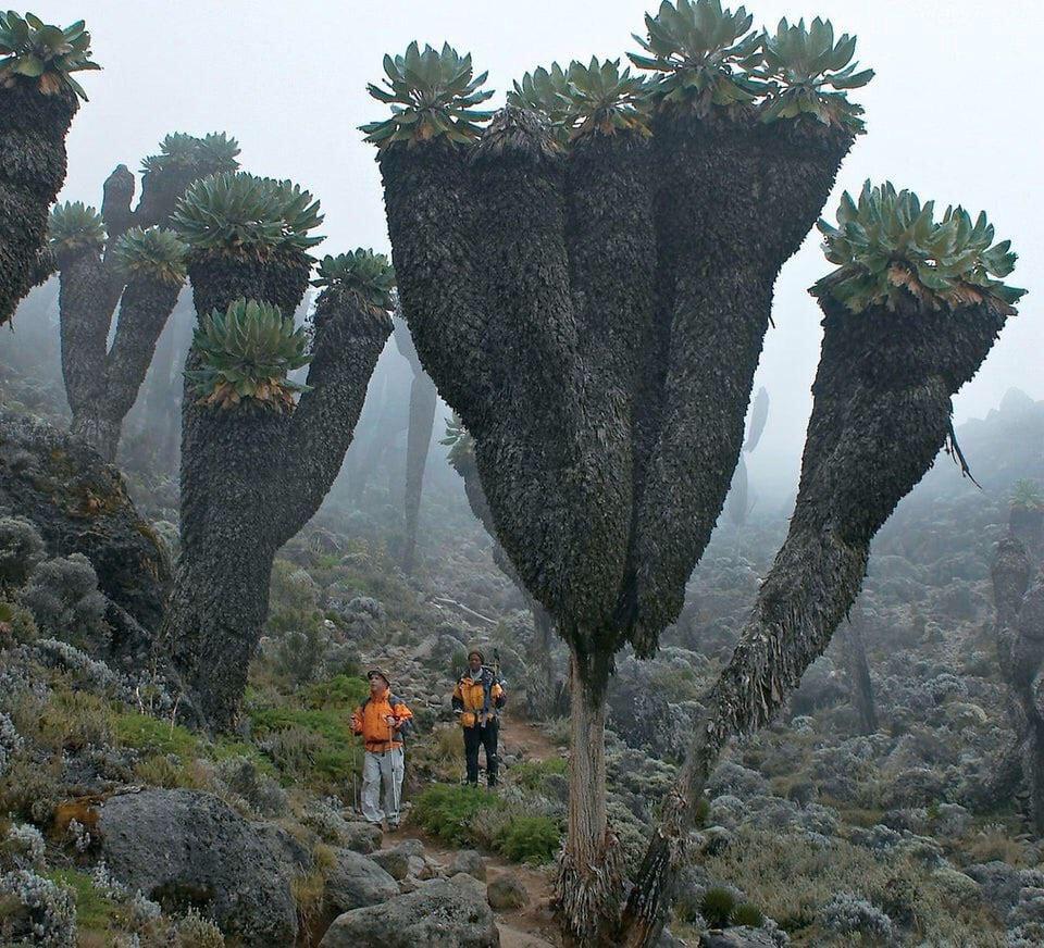 Giant Groundsels, prehistoric plants found on top of Mount Kilaminjaro