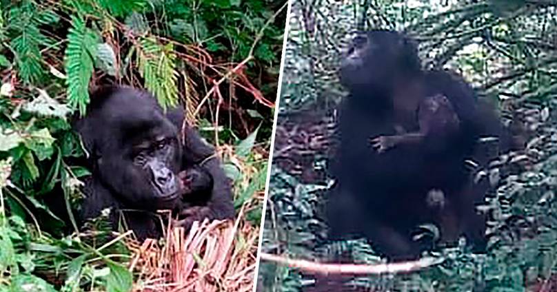 Gorilla ‘Baby Boom’ Is Happening In Uganda’s Bwindi Impenetrable National Park