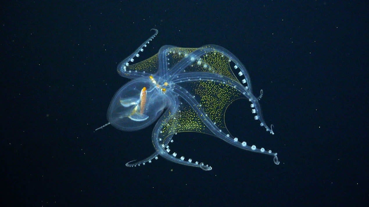 Scientists Capture Footage of ‘See-Through’ Glass Octopus with Transparent Body