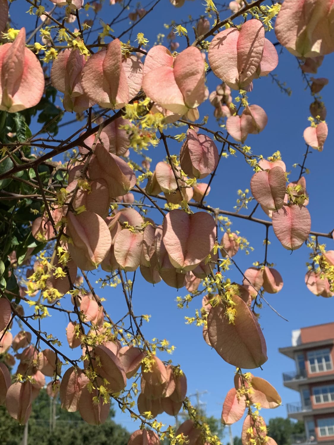 Found in a parking lot in North Carolina. Flowers feel kind of fuzzy. What is this tree?