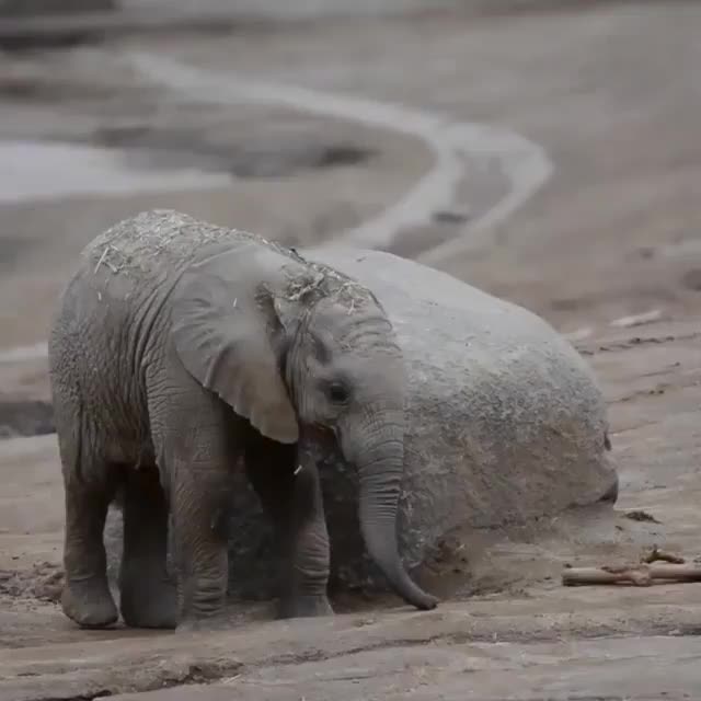 Baby elephant shows off balancing skills